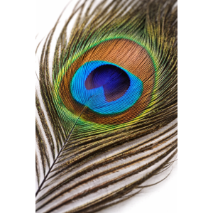 Veniard Peacock Eye Tops – Natural - 2 fjaðrir í pakka